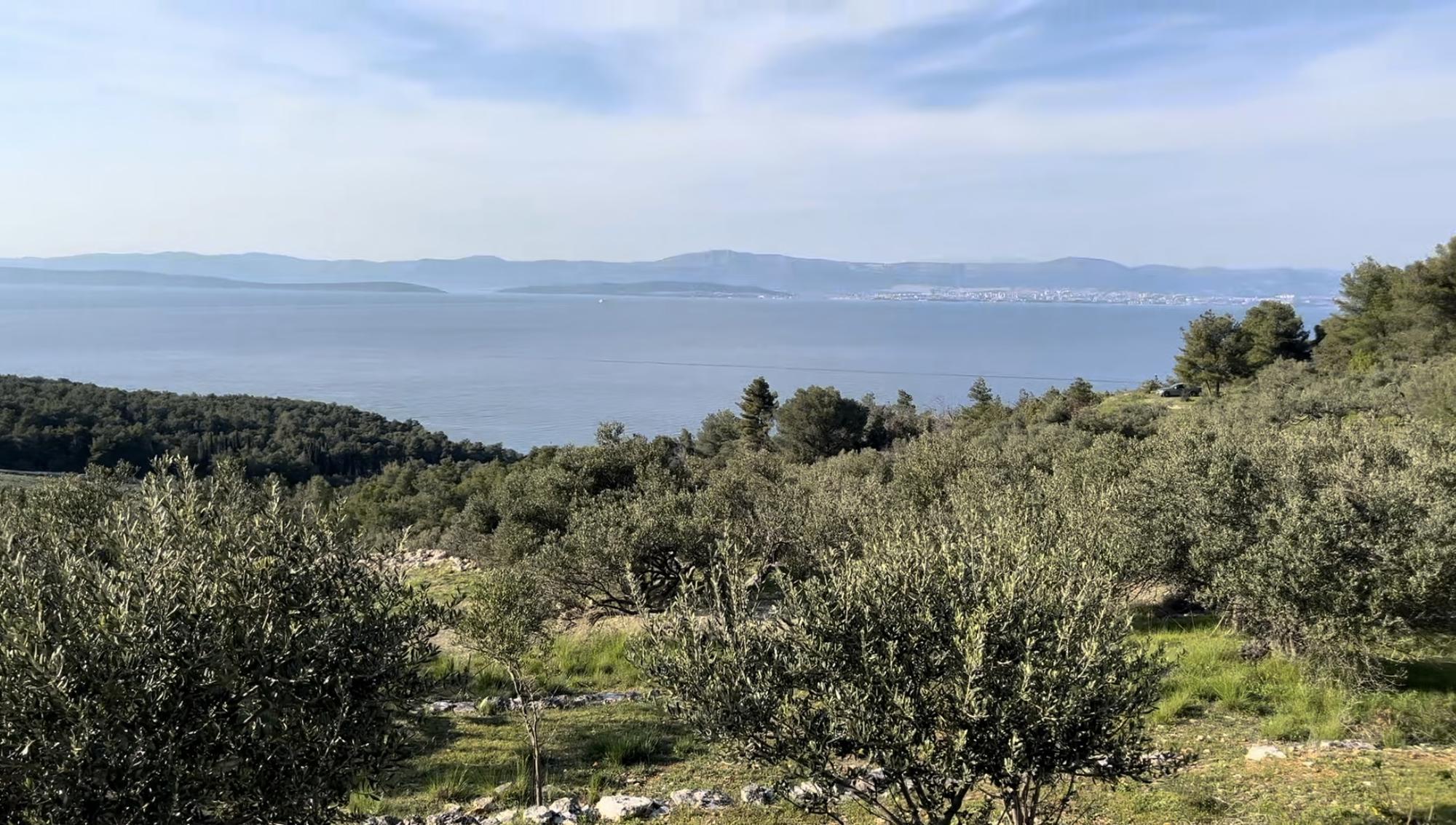 MASLINIK U SUTIVANU NA BRAČU S OTVORENIM POGLEDOM NA MORE IZNAD PLAŽE LIKVA
